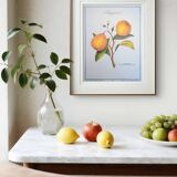 Printed in 1986, the bergamot tree. Vintage Botany.