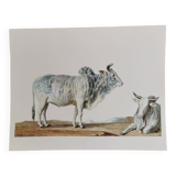 Zoological board