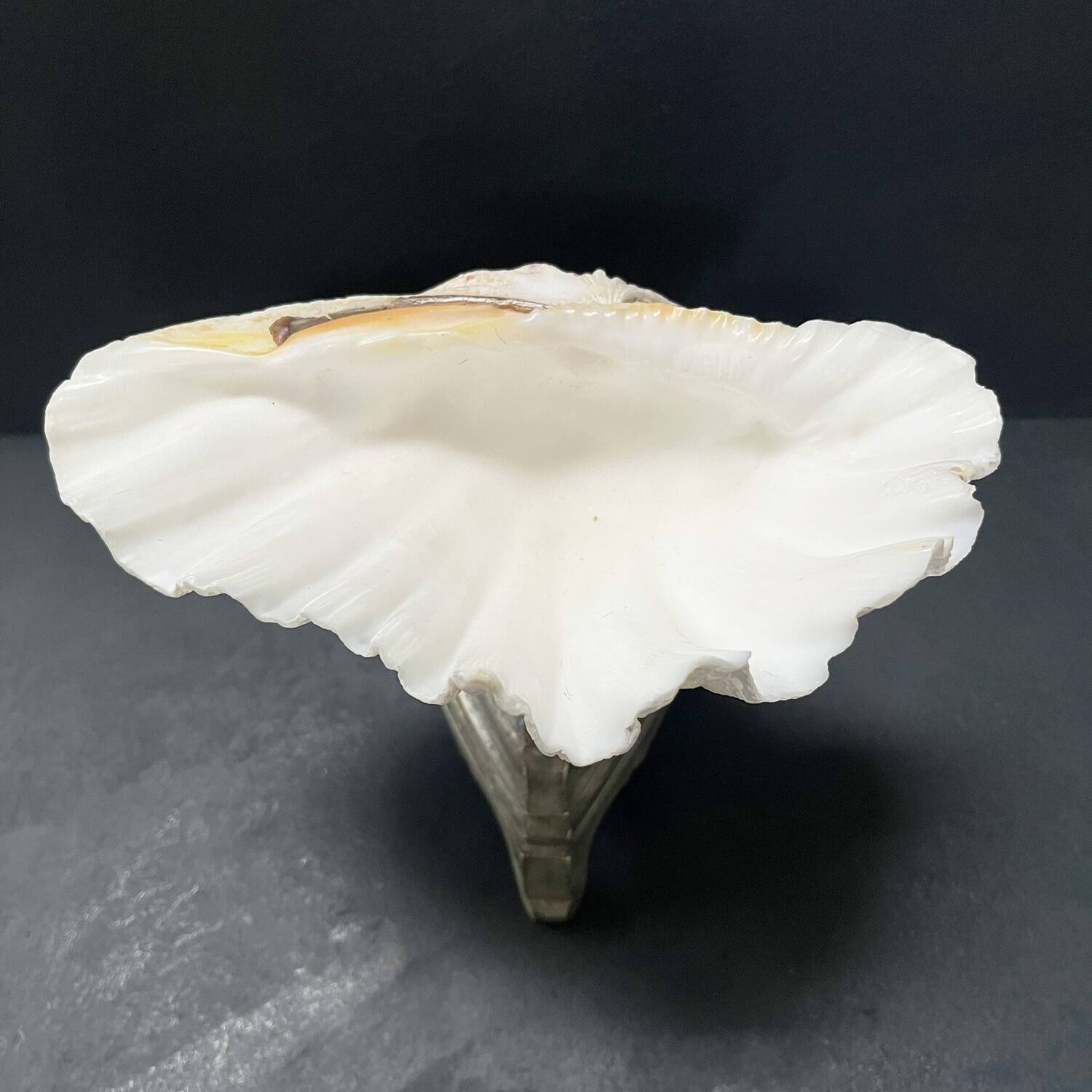 Shell-shaped trinket dish on a base