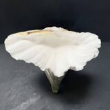 Shell-shaped trinket dish on a base