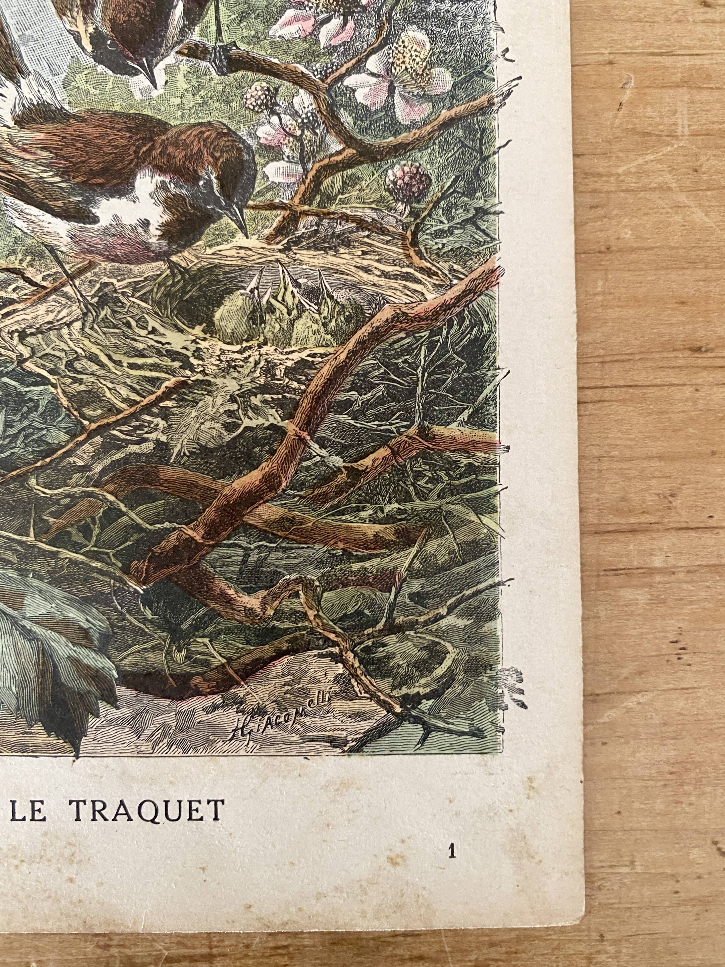 Ancienne gravure d'oiseau - Giacomelli et Huyot - LE TRAQUET -
