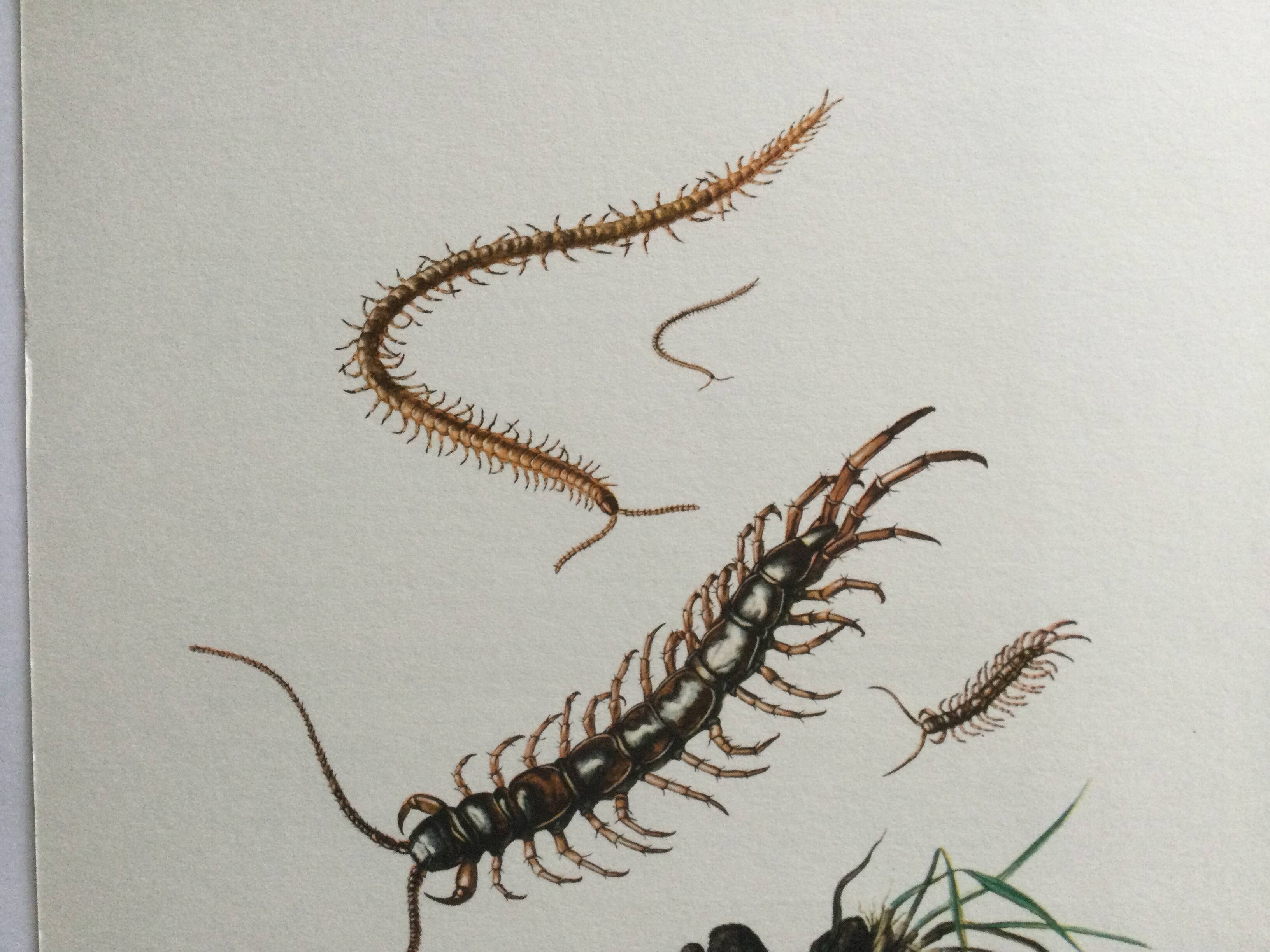 Old illustration "insects", 1960s