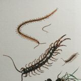 Illustration ancienne "insectes", années 60