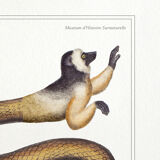 Set of 3 chimera lithograph animal engraving