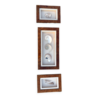 Lot de 3 vitrines coquillages en bois de loupe d'orme / Cabinet de curiosités