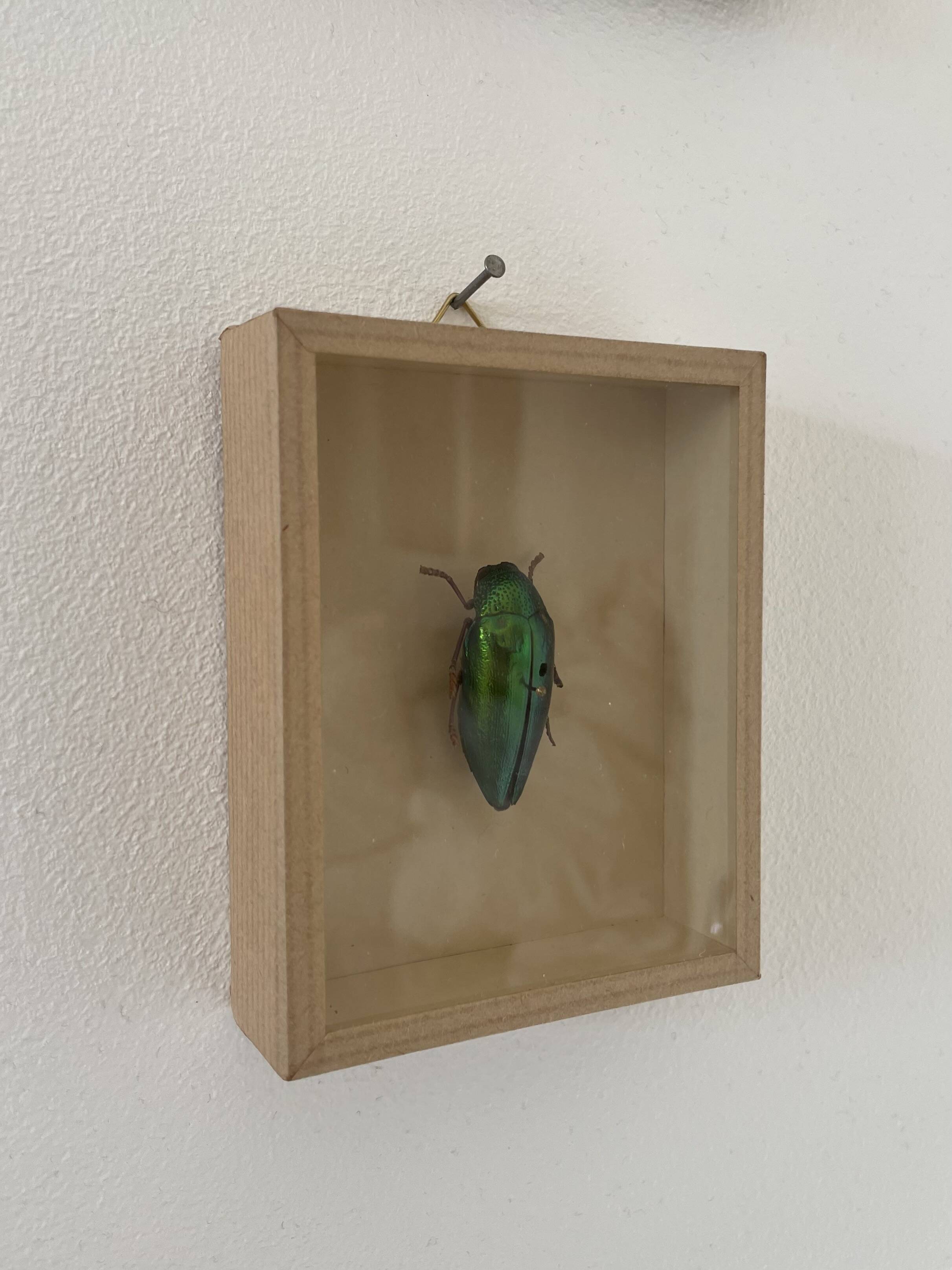 Beetle stuffed under glass