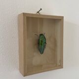 Beetle stuffed under glass