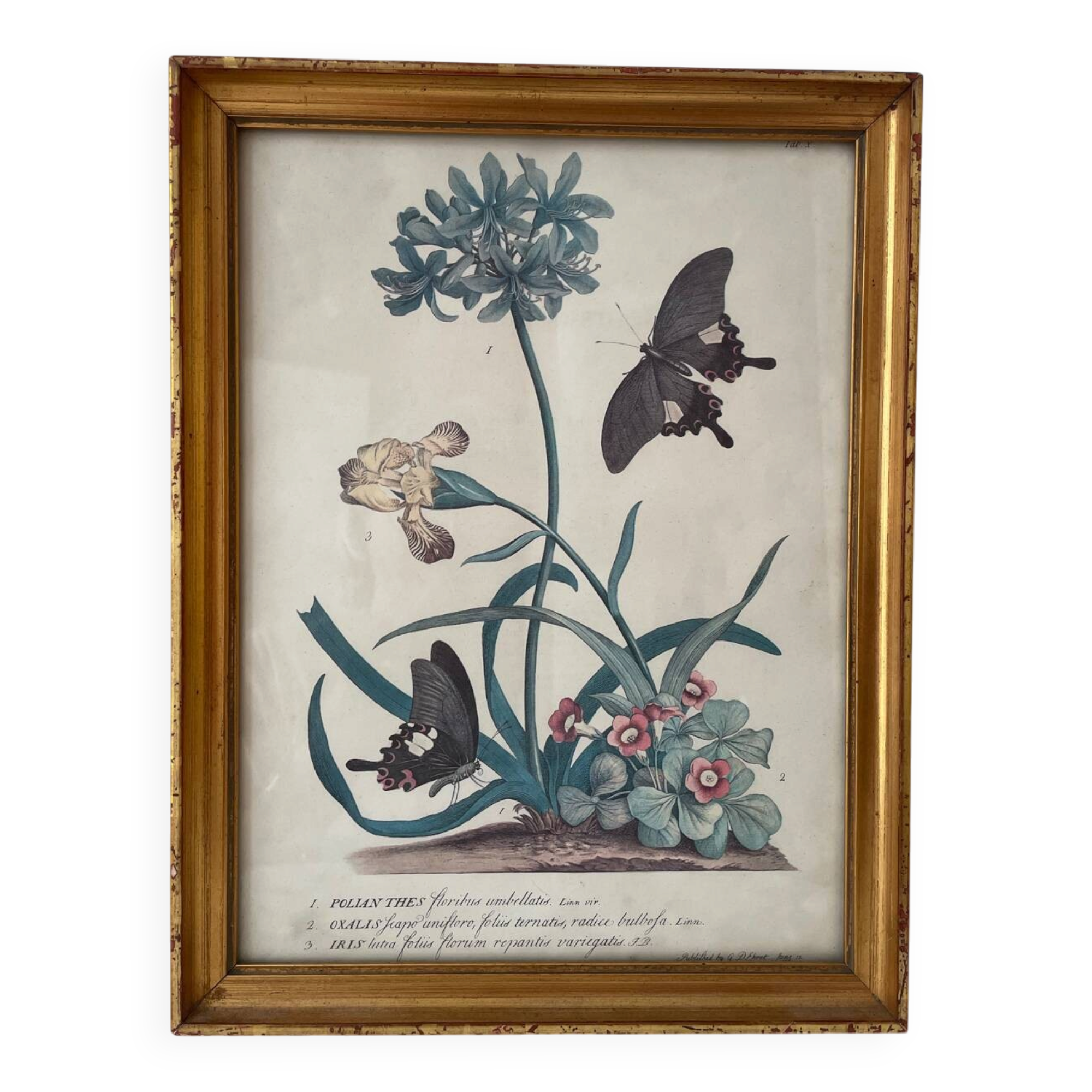Vintage botanical poster