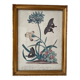 Vintage botanical poster