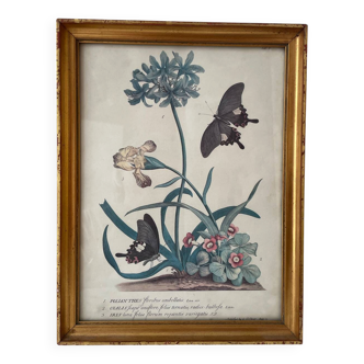 Vintage botanical poster