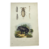 Gravure Original de 1838 -Tapir et taupin- Planche zoologique ancienne coloriée à la main