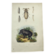 Original engraving from 1838 -Tapir and wireworm- Old hand-colored zoological plate