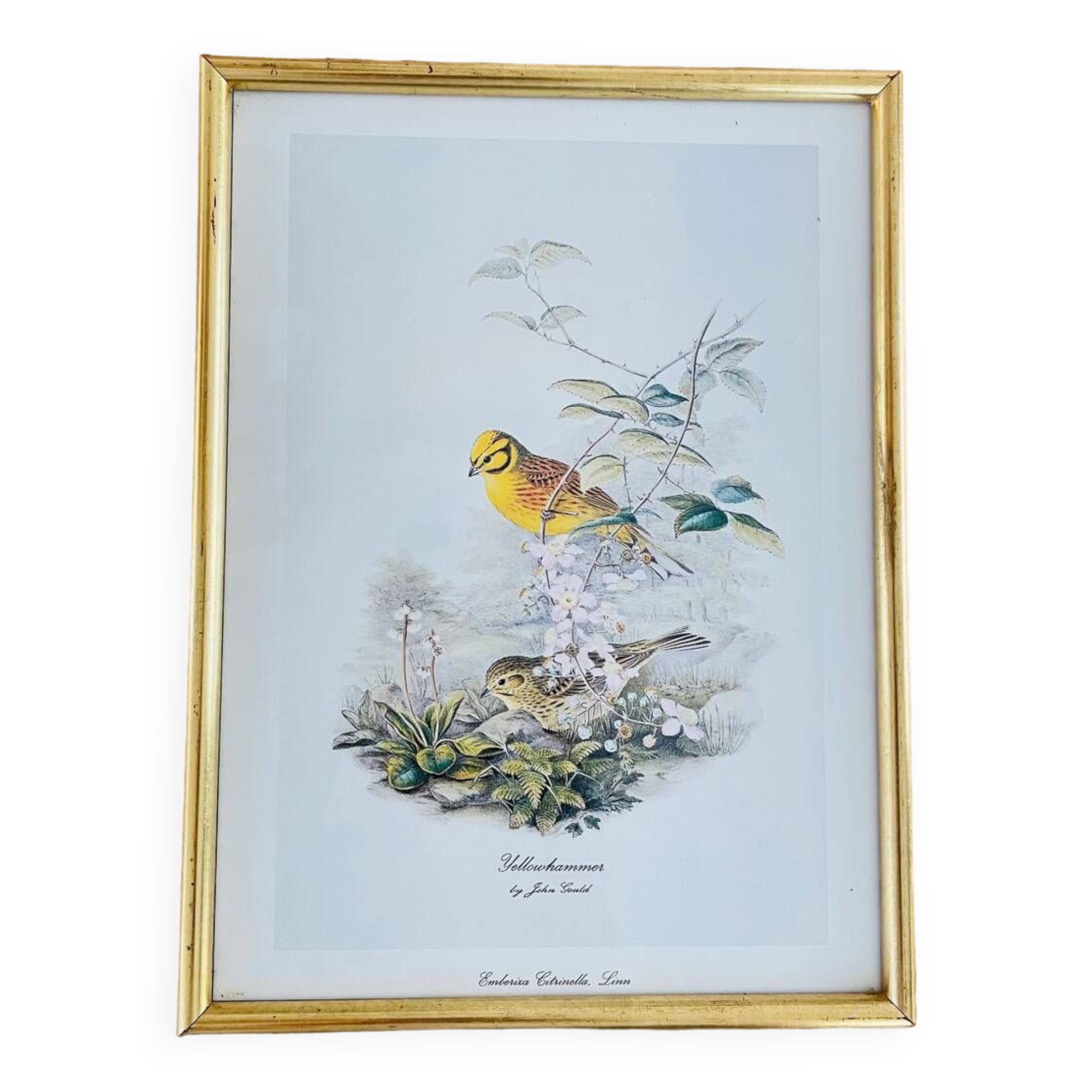 Birds lithograph frame after John Gould