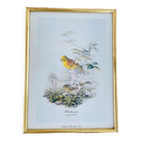 Birds lithograph frame after John Gould