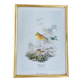 Birds lithograph frame after John Gould