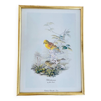 Cadre lithographie oiseaux d’après John Gould