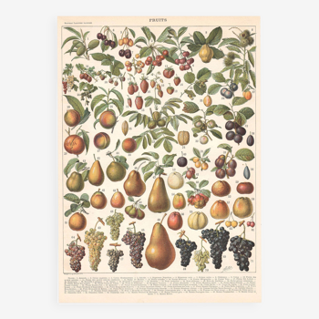 Planche ancienne sur les fruits 1897