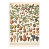 Old plate on fruits 1897