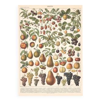 Old plate on fruits 1897