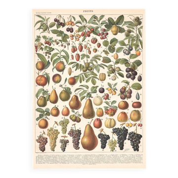 Planche ancienne sur les fruits 1897