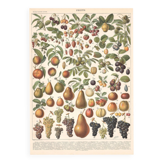 Planche ancienne sur les fruits 1897