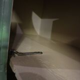 Restored Parisian buffet