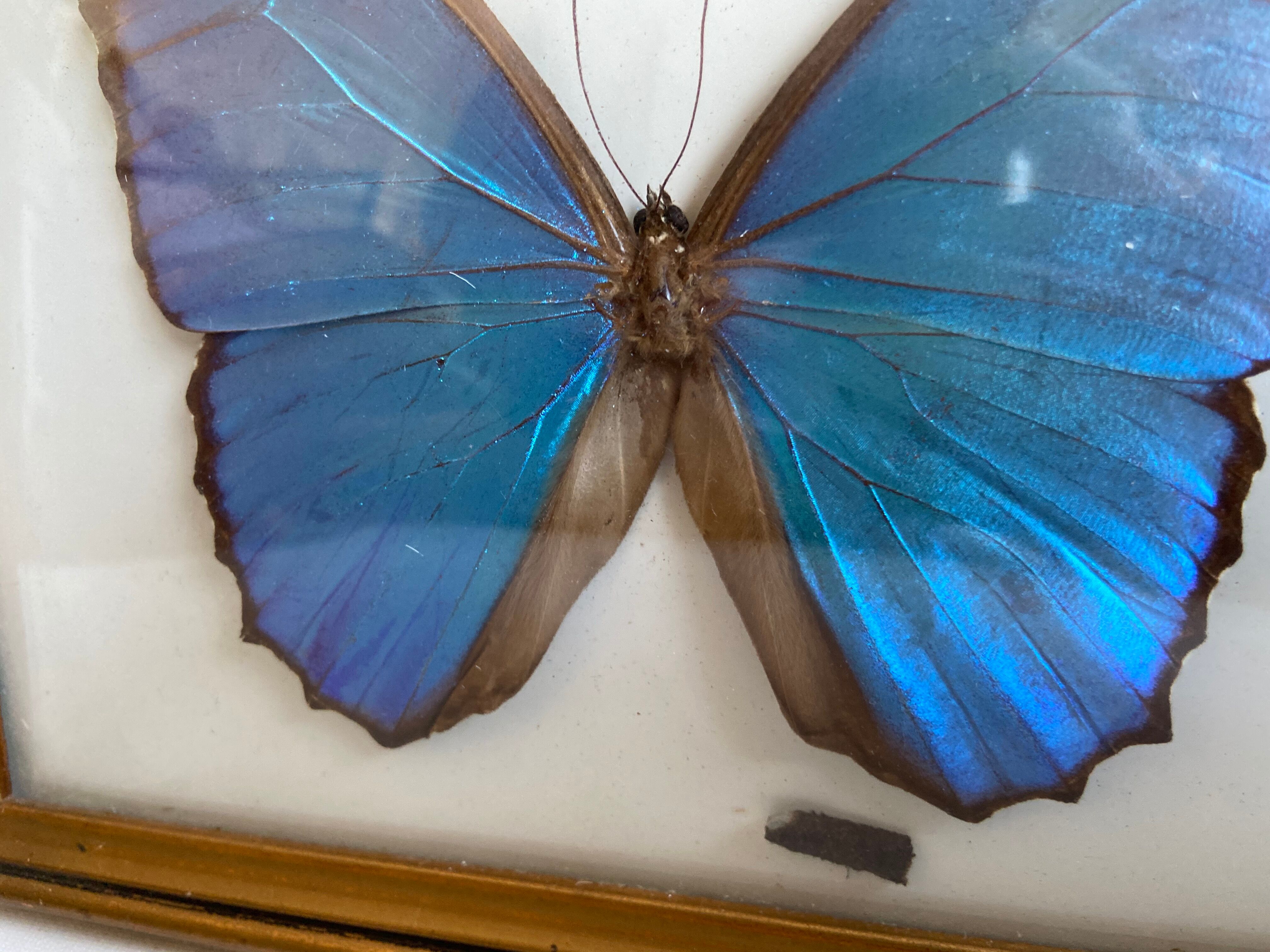 Framed naturalized butterfly