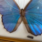 Framed naturalized butterfly