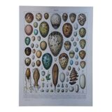 Original lithograph on eggs