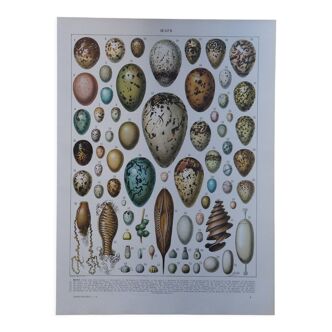Original lithograph on eggs