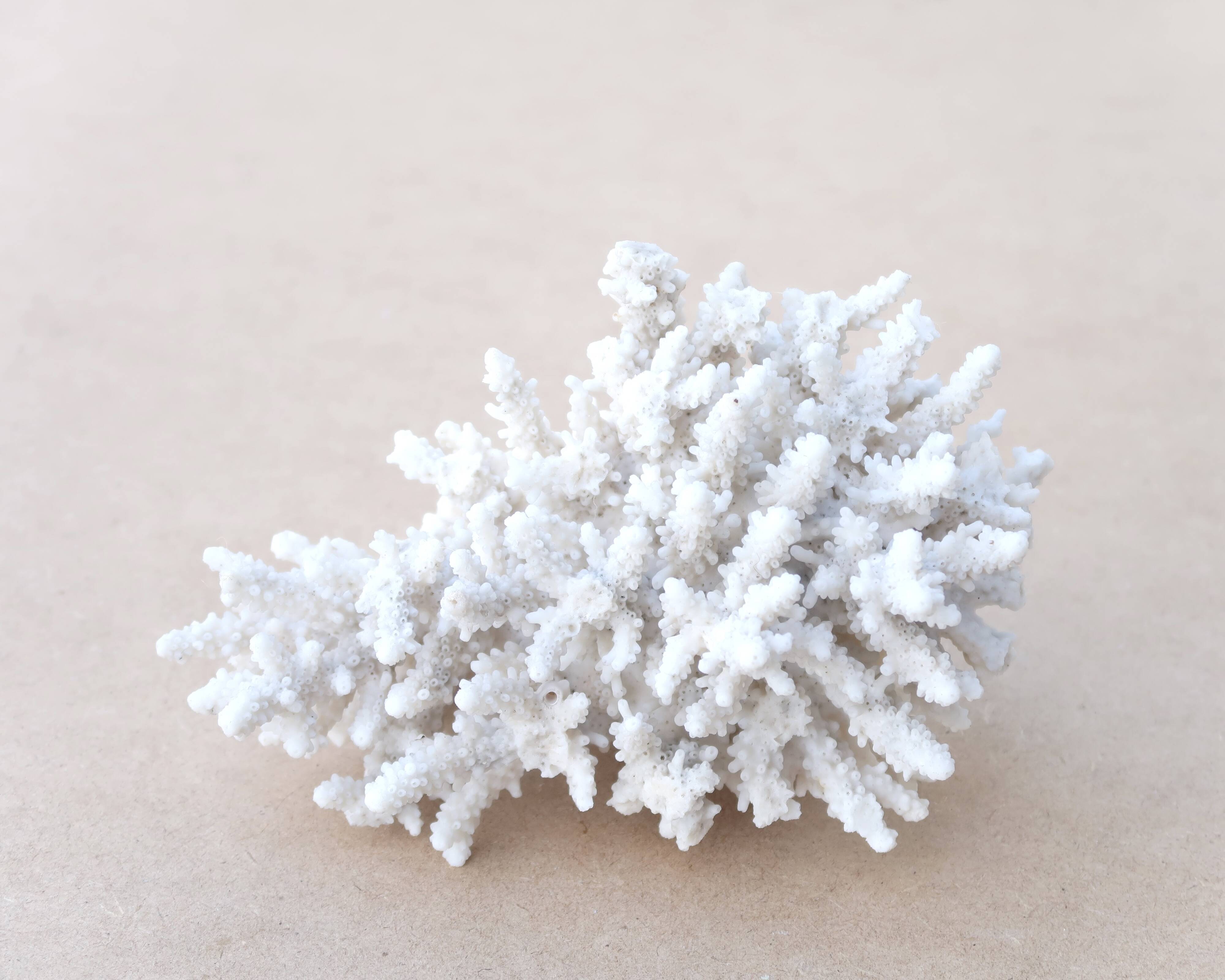 Natural white coral cabinet of curiosities, 1970s