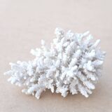 Natural white coral cabinet of curiosities, 1970s
