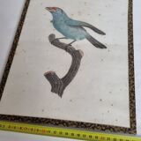 Original engraving of the early nineteenth century, Bearded with blue throat after Jacques Barraband (1806)