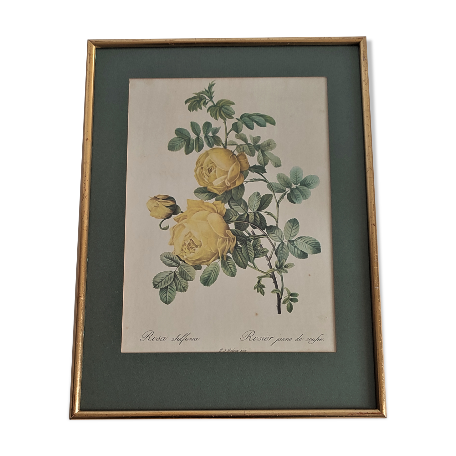 Botanical board by Redouté