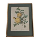 Botanical board by Redouté