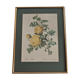 Botanical board by Redouté