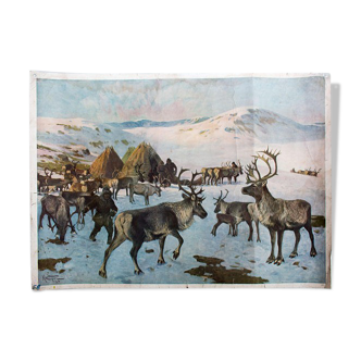 Reindeer, Educational Grid, A. Wagner, 1923