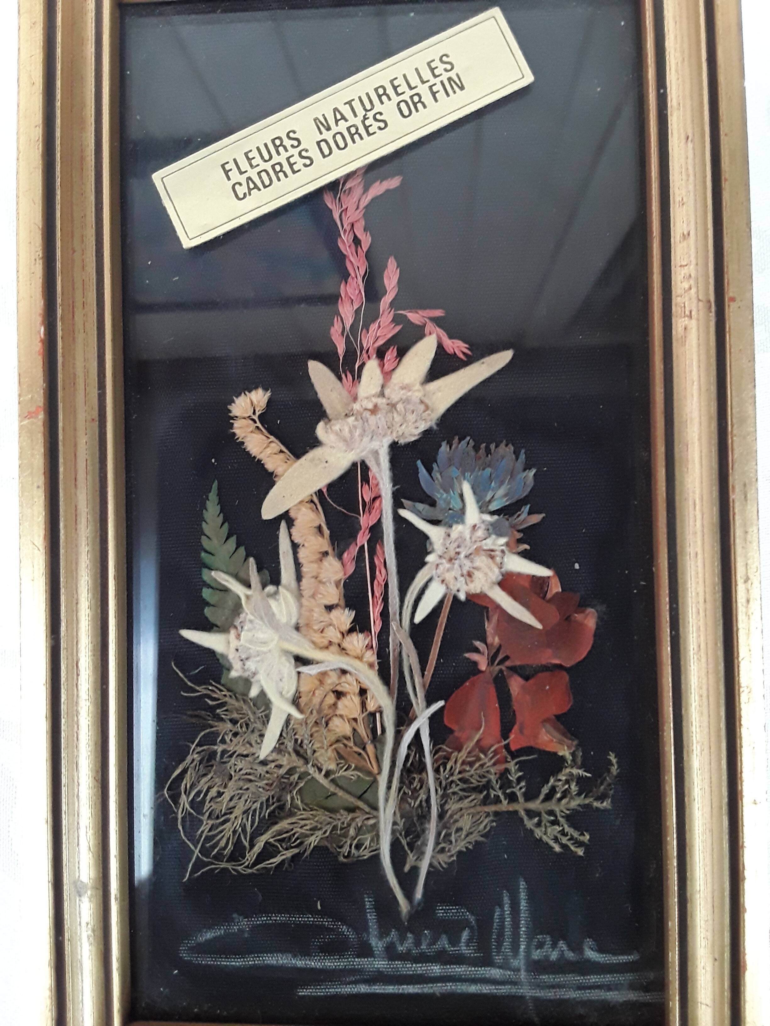 Herbarium frame under vintage glass