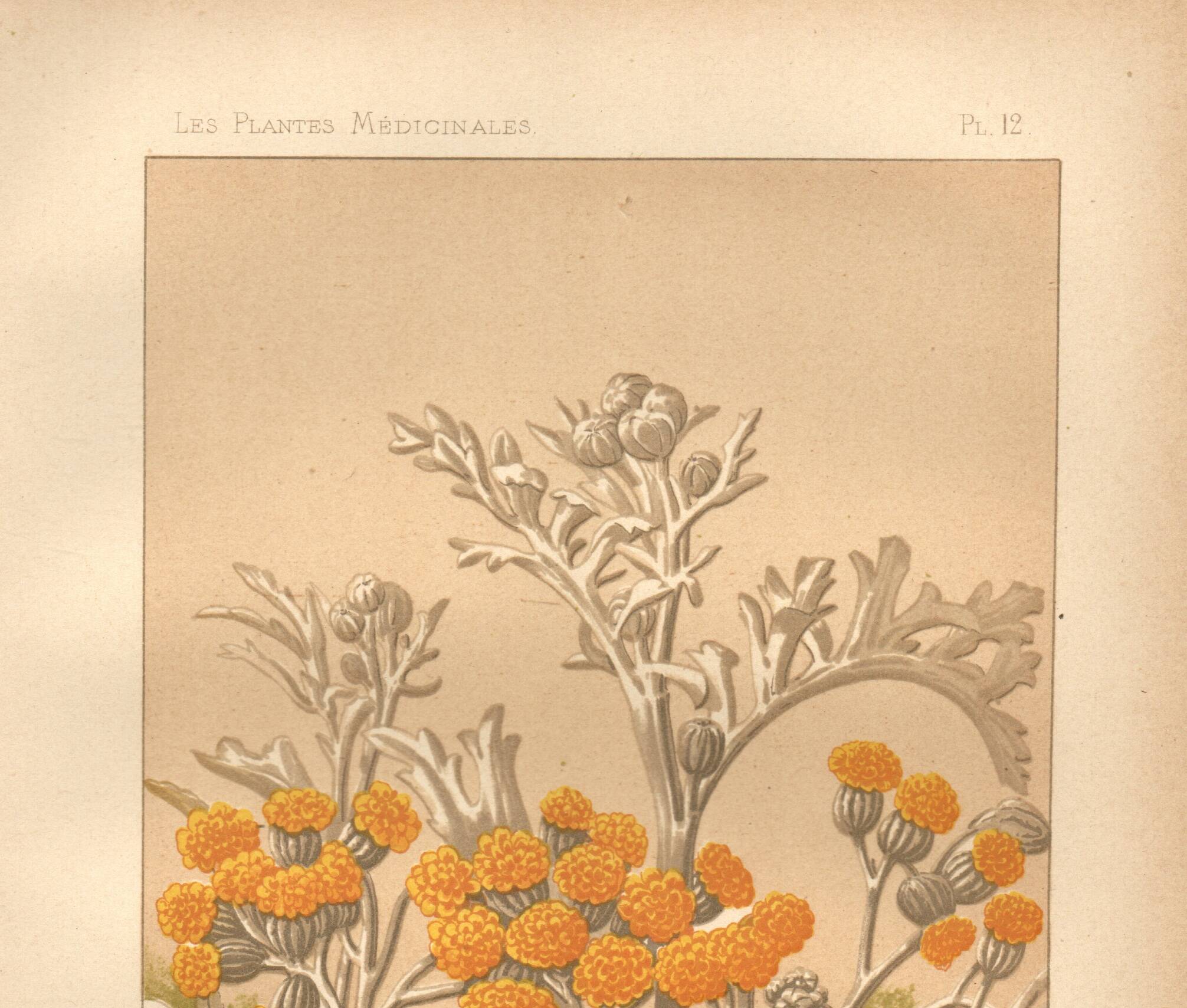 Planche Botanique de  1889 - Centaurée par Lefevre. Gravure ancienne nature