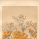 Planche Botanique de  1889 - Centaurée par Lefevre. Gravure ancienne nature