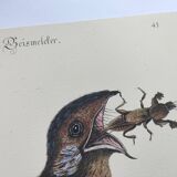 Antique bird engraving - Goat's head - Zoological plate by Seligmann & Catesby