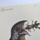 Antique bird engraving - Goat's head - Zoological plate by Seligmann & Catesby
