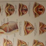 Medical board - anatomy - Larynx