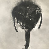 Original photograph JM Baufle, entomology, insect