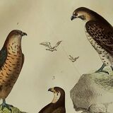 Original Ornithological Plate "Sacred Falcon - Hobby - &c..." Buffon 1836