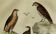 Original Ornithological Plate "Sacred Falcon - Hobby - &c..." Buffon 1836