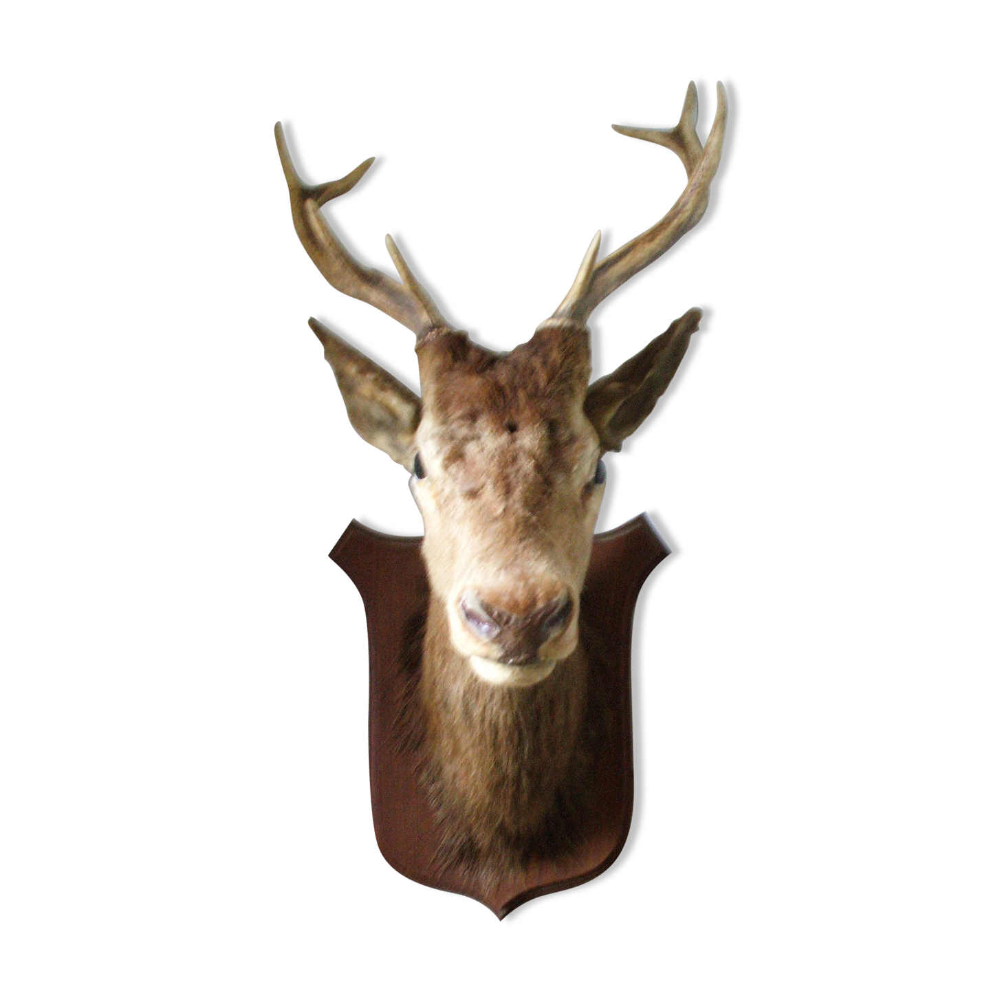 Trophy deer head on coat of arms