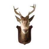 Trophy deer head on coat of arms