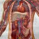 Vintage educational poster of the circulatory system from the Deutsches Hygiene Museum Dresden GDR (East Germany), 1976.