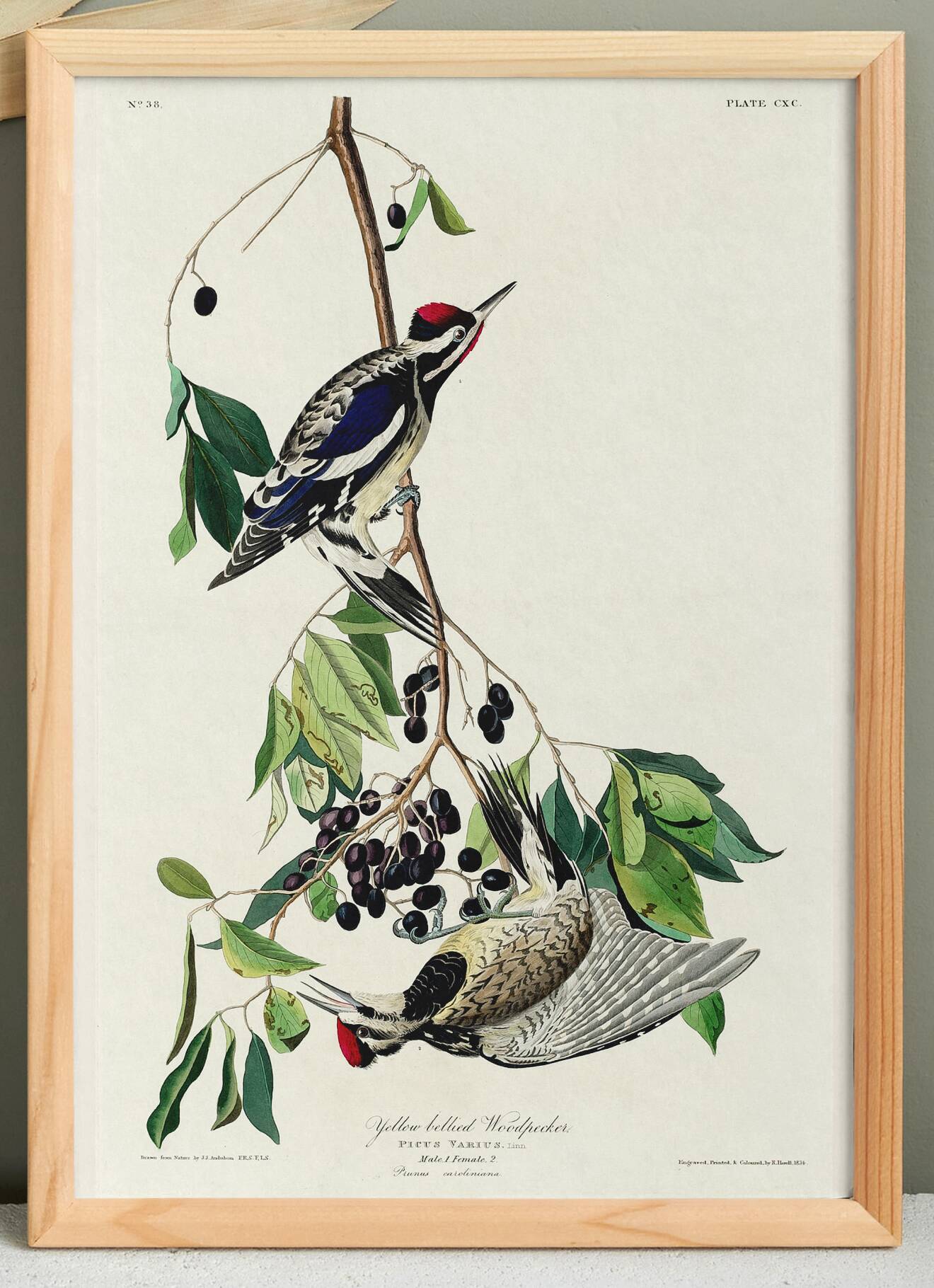 Poster about the Yellow-bellied Woodpecker, based on an old engraving from 1827.
